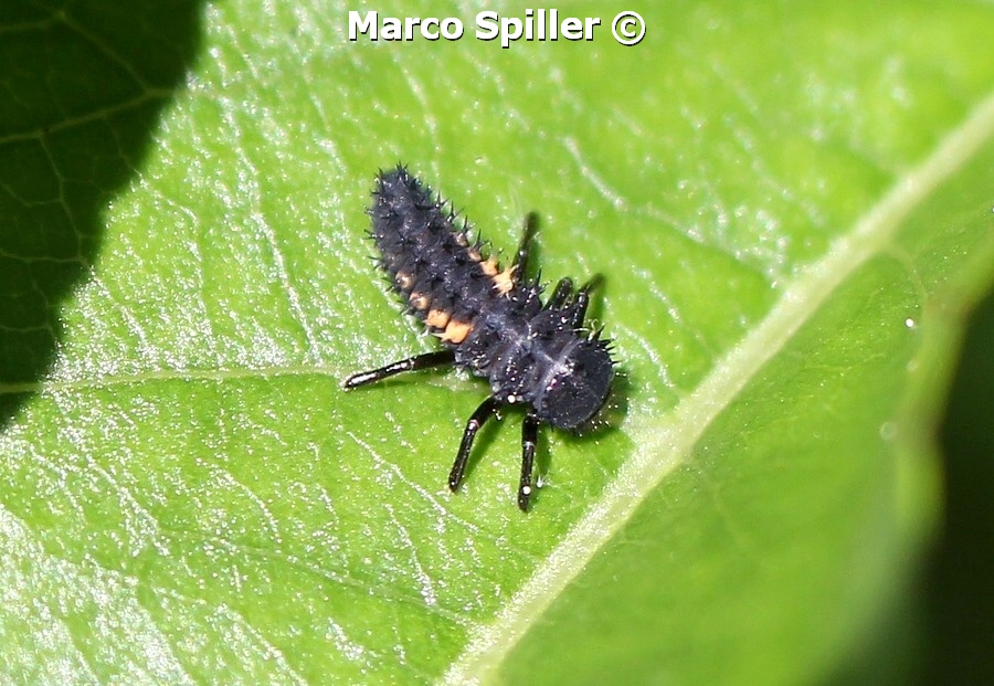 Ninfa di Harmonia axyridis ??